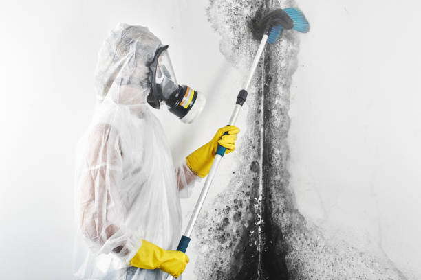 Best Emergency Mold Remediation  in Richmond Heights, OH
