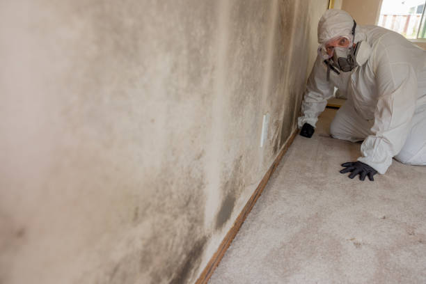 Best Attic Mold Removal  in Richmond Heights, OH